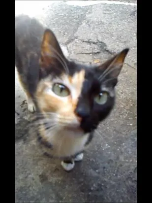 Gato ra a vira-lata idade 1 ano nome laura