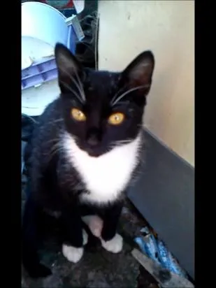 Gato ra a vira-lata idade 7 a 11 meses nome preta gil
