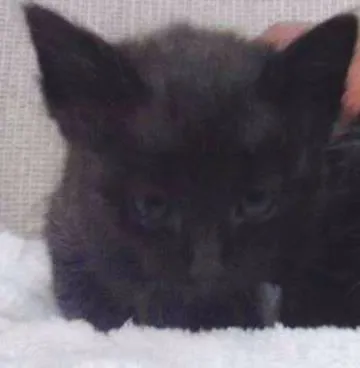 Gato ra a vira-lata idade Abaixo de 2 meses nome pretim