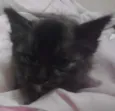 linda
