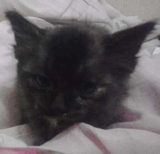Gato ra a vira-lata idade Abaixo de 2 meses nome linda