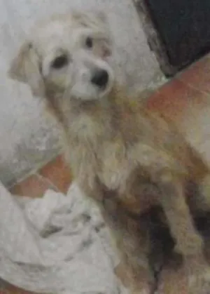 Cachorro raça vira-lata idade 1 ano nome menino