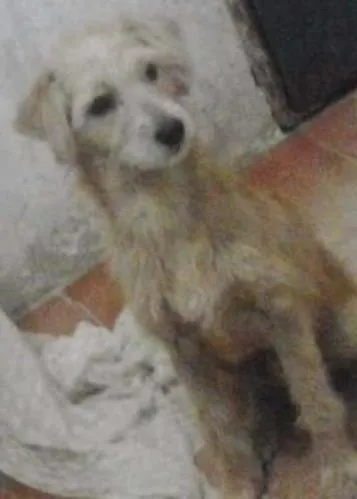 Cachorro ra a vira-lata idade 1 ano nome menino