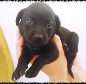 Cachorro raça vira lata idade Abaixo de 2 meses nome Doce