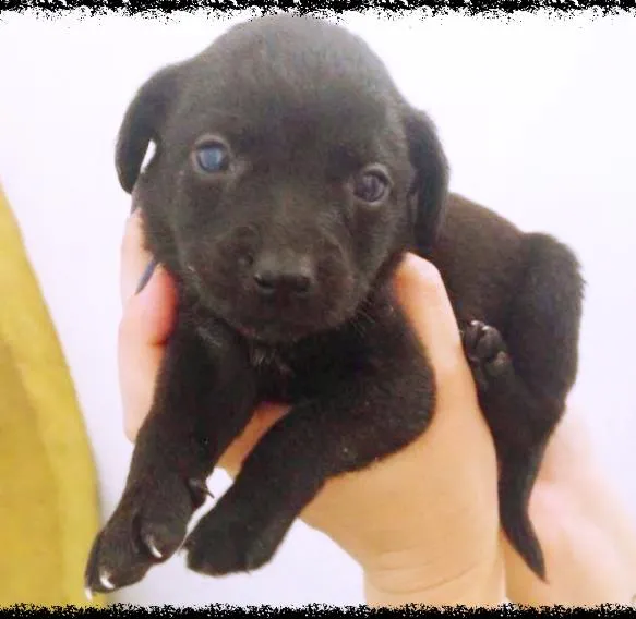 Cachorro ra a vira lata idade Abaixo de 2 meses nome Doce