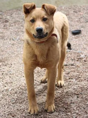 Cachorro raça SRD idade 7 a 11 meses nome Autela