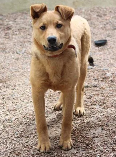 Cachorro ra a SRD idade 7 a 11 meses nome Autela