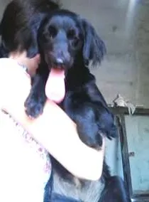 Cachorro raça SRD idade 1 ano nome Pretinha Báscia