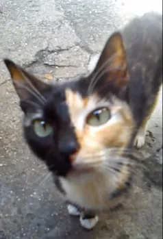 Gato raça vira-lata idade 1 ano nome laura