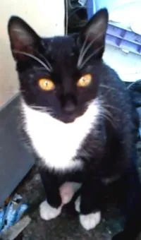 Gato ra a vira-lata idade 7 a 11 meses nome preta gil