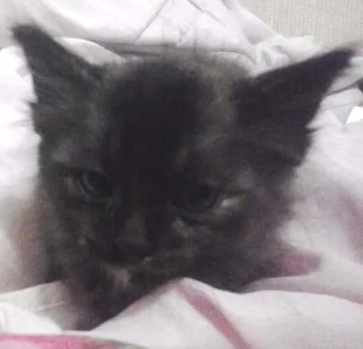 Gato ra a vira-lata idade Abaixo de 2 meses nome linda