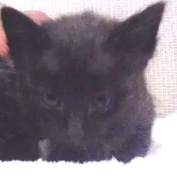Gato ra a vira-lata idade Abaixo de 2 meses nome pretim