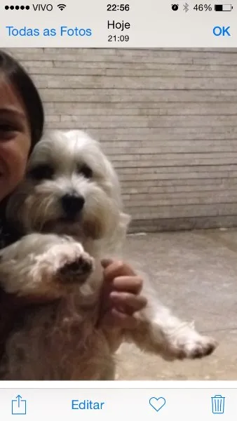 Cachorro ra a Maltês idade 4 anos nome Pirulito GRATIFICA