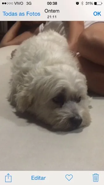 Cachorro ra a Maltês idade 4 anos nome Pirulito GRATIFICA