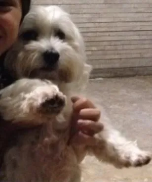 Cachorro ra a Maltês idade 4 anos nome Pirulito GRATIFICA