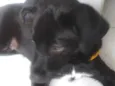 bolinha