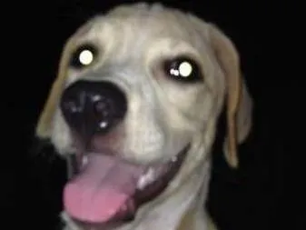 Cachorro ra a Labrador idade 2 a 6 meses nome Mel