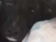 Fiona