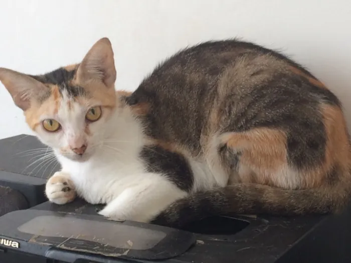 Gato ra a SRD idade 7 a 11 meses nome Vários nomes