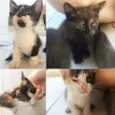Gatinhos Órfãos
