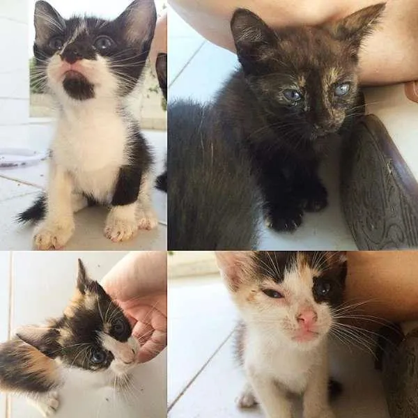 Gato raça  idade Abaixo de 2 meses nome Gatinhos Órfãos