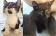 Gatinhos Órfãos