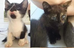 Gato raça  idade Abaixo de 2 meses nome Gatinhos Órfãos