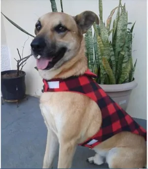 Cachorro raça SRD idade 3 anos nome Rafhael