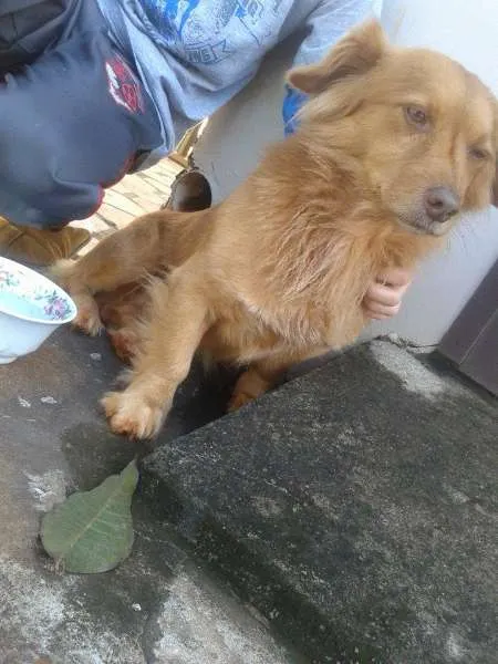 Cachorro ra a não definida idade  nome não definido