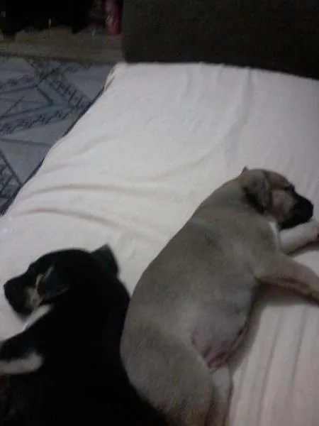 Cachorro ra a  idade 2 a 6 meses nome sem nome