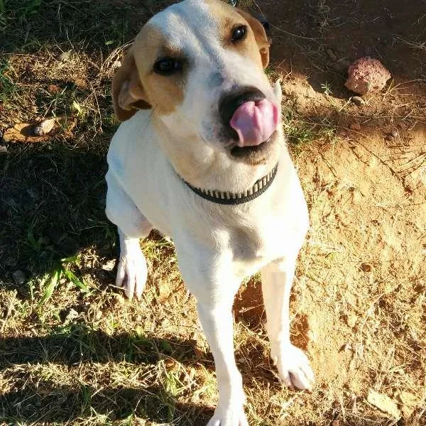 Cachorro raça vira lata  idade 7 a 11 meses nome ralfe