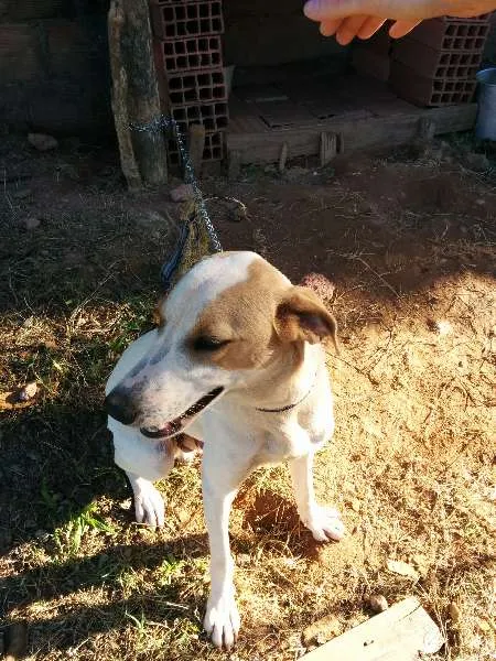 Cachorro raça vira lata  idade 7 a 11 meses nome ralfe