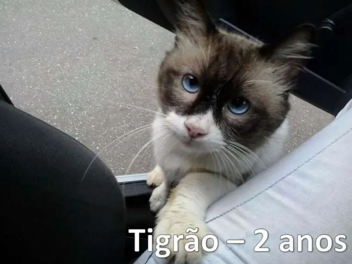 Gato ra a SRD idade 2 anos nome Tigrão