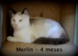 Merlin
