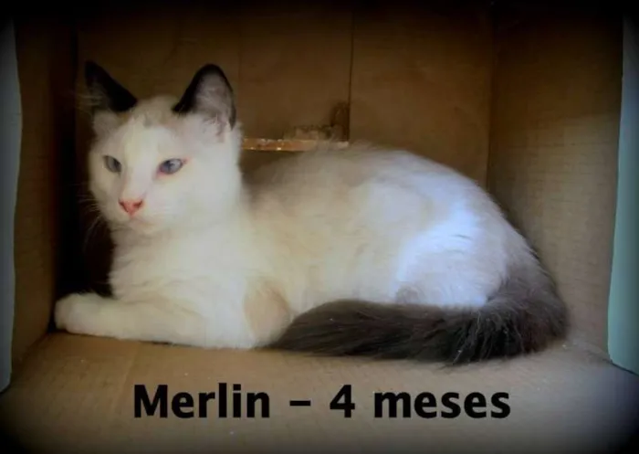 Gato ra a SRD idade 2 a 6 meses nome Merlin