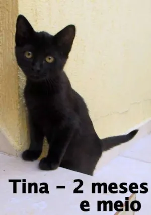 Gato raça SRD idade 2 a 6 meses nome Tina