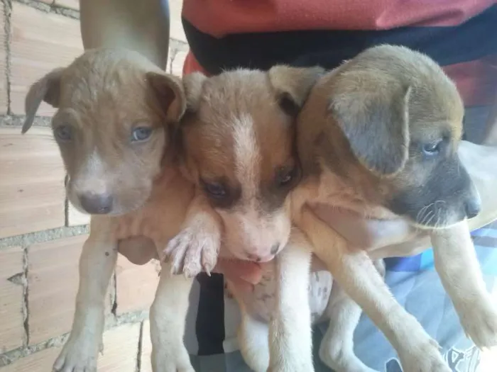 Cachorro ra a vira lata idade 2 a 6 meses nome varios