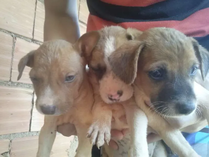 Cachorro ra a vira lata idade 2 a 6 meses nome varios