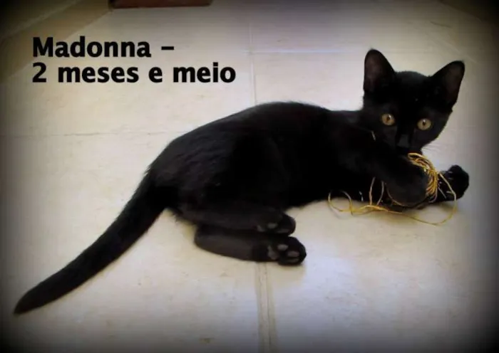 Gato ra a SRD idade 2 a 6 meses nome Madonna