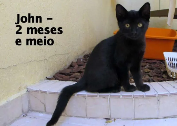 Gato ra a SRD idade  nome Jhon