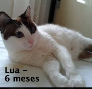 Gato raça SRD idade 2 a 6 meses nome Lua