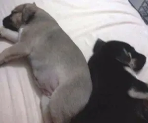 Cachorro raça  idade 2 a 6 meses nome sem nome
