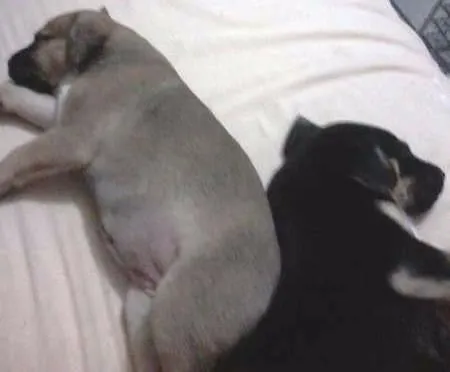 Cachorro ra a  idade 2 a 6 meses nome sem nome