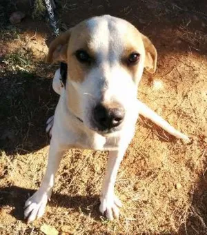 Cachorro raça vira lata  idade 7 a 11 meses nome ralfe