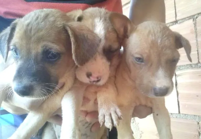 Cachorro ra a vira lata idade 2 a 6 meses nome varios