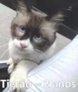 Tigrão