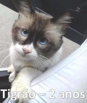 Gato raça SRD idade 2 anos nome Tigrão