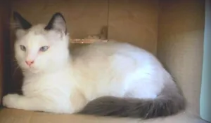 Gato raça SRD idade 2 a 6 meses nome Merlin