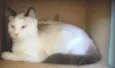 Merlin