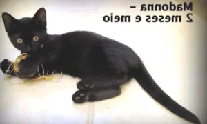 Gato raça SRD idade 2 a 6 meses nome Madonna